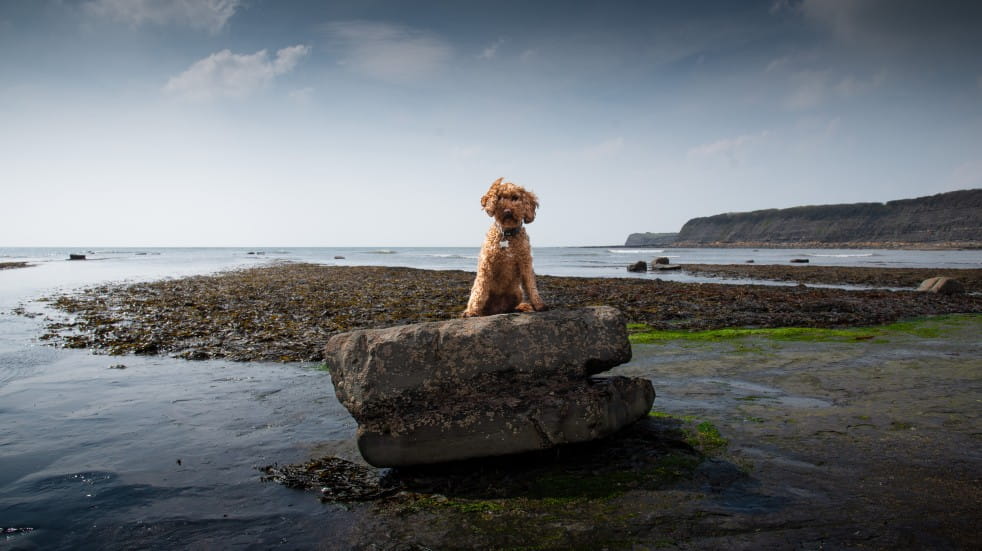 dog friendly holiday in dorset